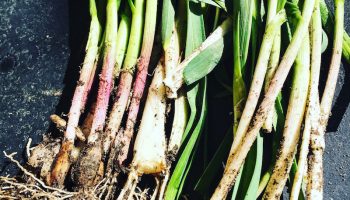 wild scallions, wild ramps, superfoods hiding in plain sight