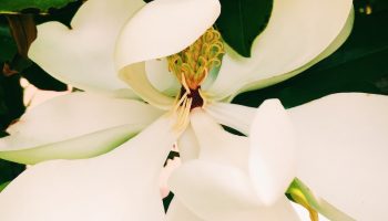 A creamy magnolia, smell the flowers, take time, nature