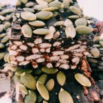 Gluten-free dark chocolate rice crispy bars with pumpkin seeds